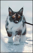 Amazing Cat GIF • Gorgeous cat slowly catwalking in snow (slow motion)