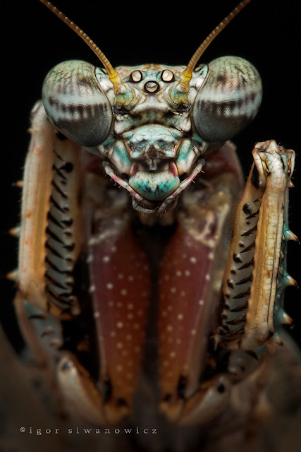 Macro Insect Photography Igor Siwanowicz