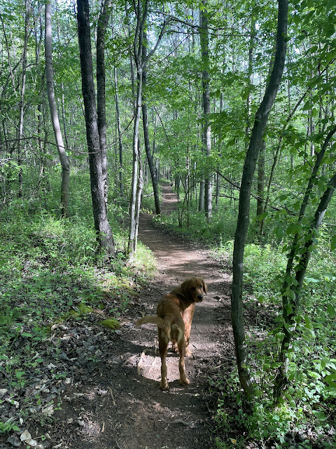 At a different part of the trail, Miles stopped looking back at me.