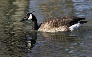 barnacla canadiense Branta canadensis