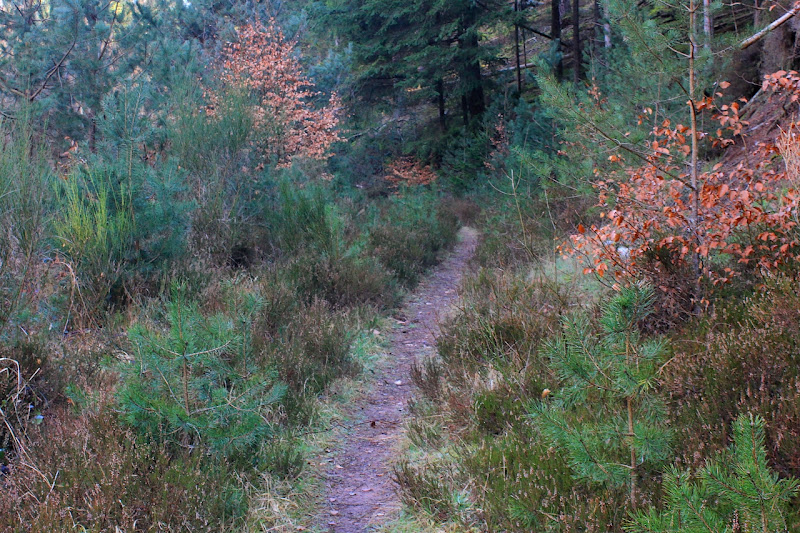 bruyère sauvage