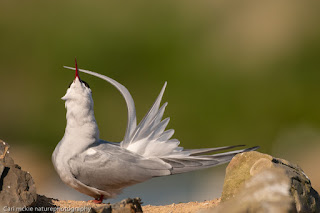 Arctic tern, Sterna paradisaea, tern, sea bird, coast, shore, white, grey, breeding plumage, summer plumage,  avian, nature, wildlife, Scotland