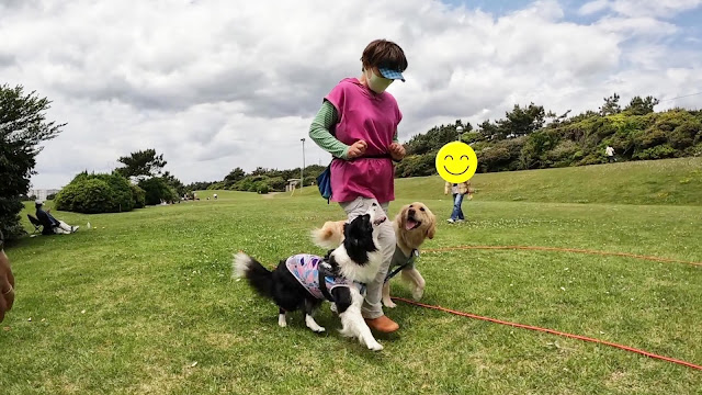 保護犬 ボーダーコリー トーマ