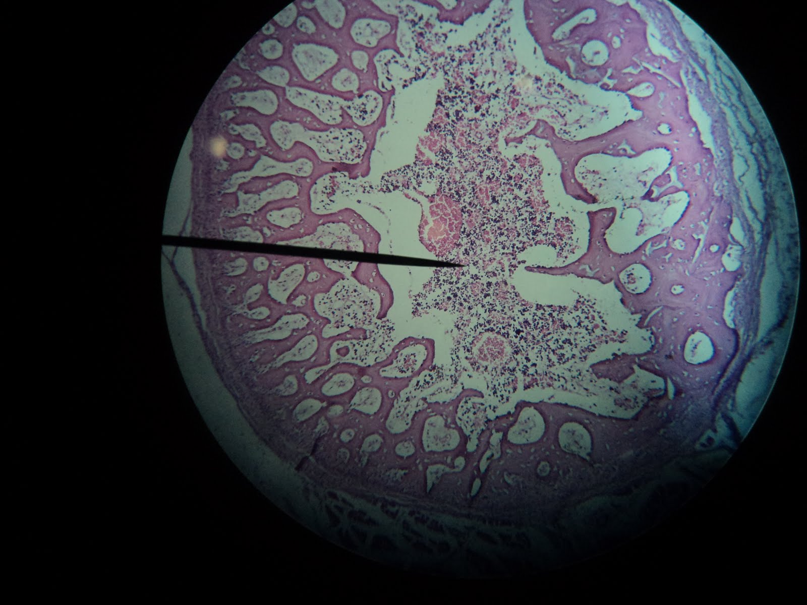 Histology Slide ~ Kami GenX Tibb