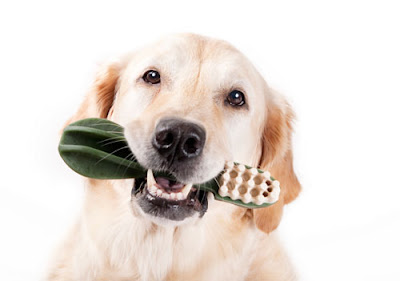 dog and toothbrush