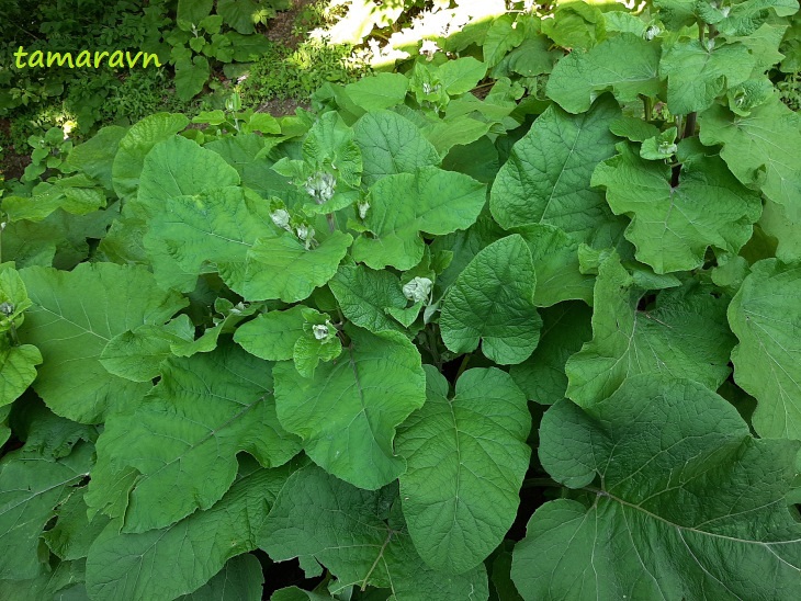 Лопух войлочный (Arctium tomentosum)