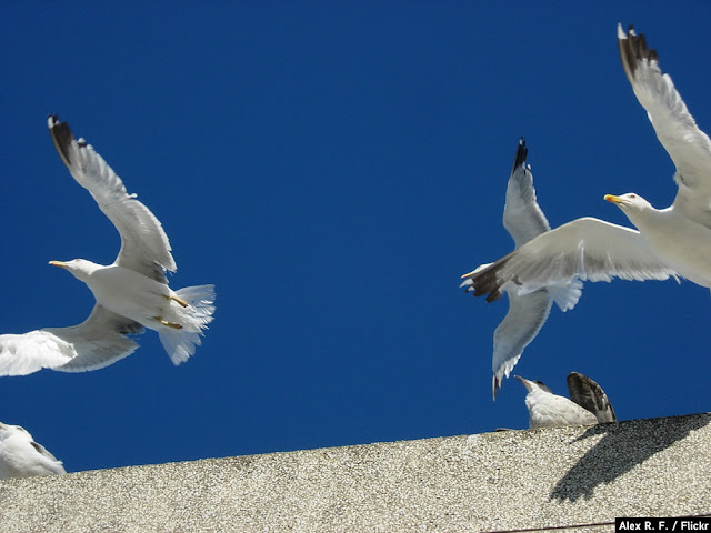 Gaviotas