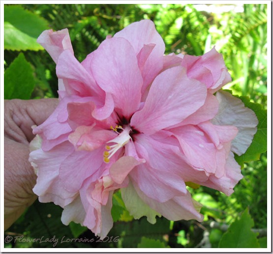 08-29-pink-dbl-hibiscus2
