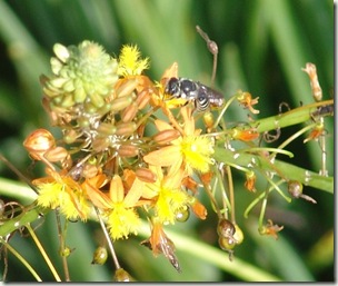 crop3
