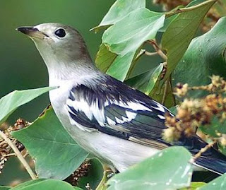 atau ada yang menyebutnya dengan burung jalak sutera ini merupakan jenis burung jalak Suara Burung Jalak Kapas