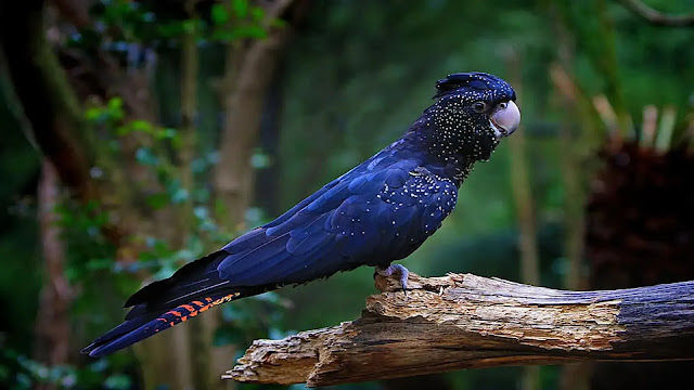 Baudins Black Cockatoo