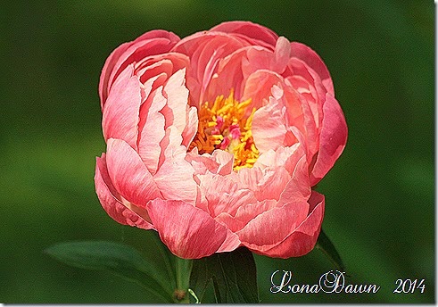 Peony Coral Charrm2