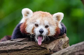 red panda fart