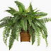 BOSTON FERN