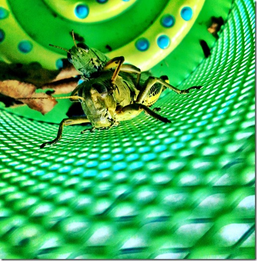 grasshoppers happy