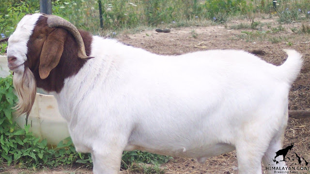 Background of Boer Goat Himalayan Goat breeding Farm