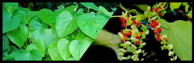 Ayurvedic Herbs Of Nepal,  CISSAMPELOS PAREIRA गुजरगानो Gujargano