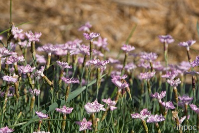 IMG_3220 copy