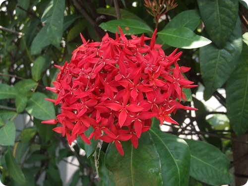 DSCF5112