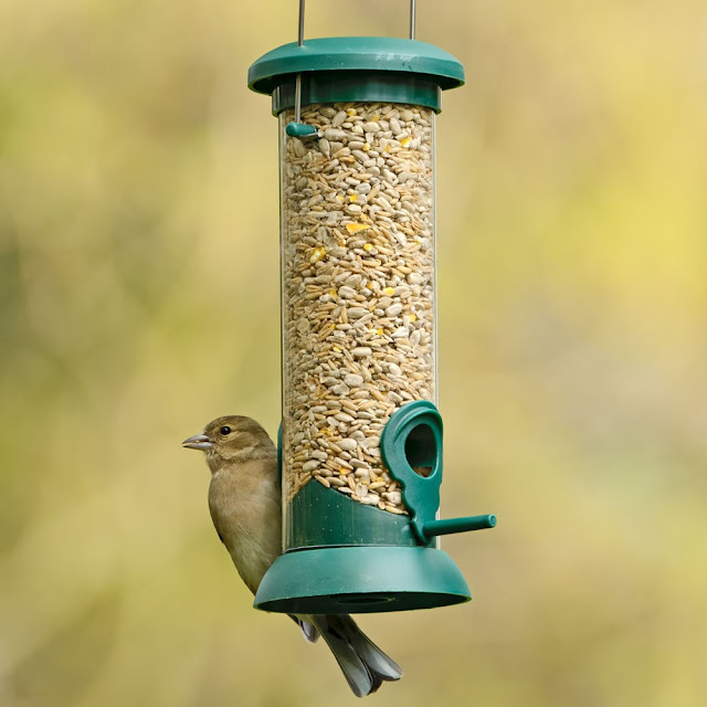 Seed Bird Feeder