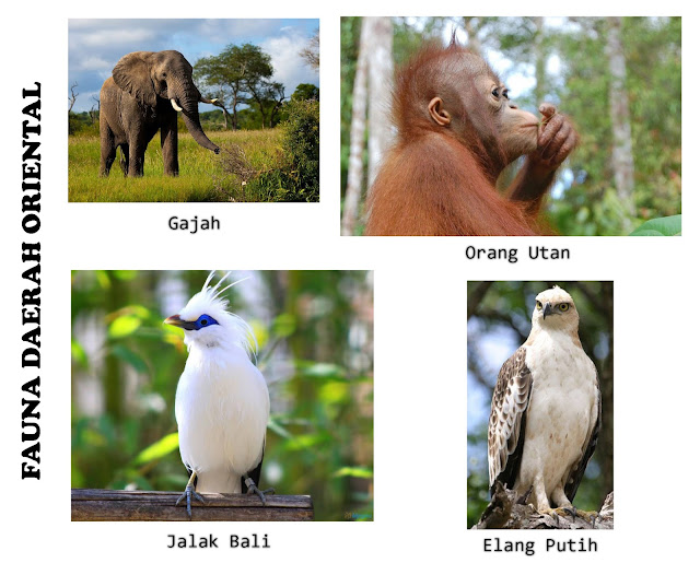 Persebaran Flora dan Fauna  di Indonesia 