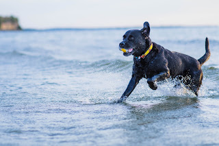 black labrador running in the sea at the beach with a ball