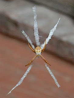 orb weaver spider