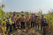 Panen Jagung di Desa Watupayung : Sinergitas Polri dan Petani Hasilkan 4,5 Ton Jagung Maxi 
