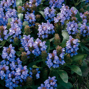 Blue Flowers