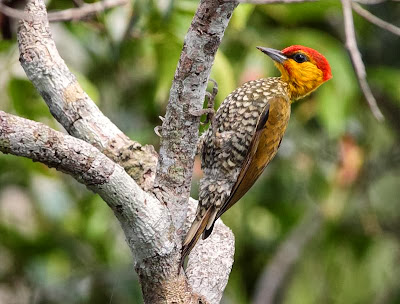 Yellow throated Woodpecker