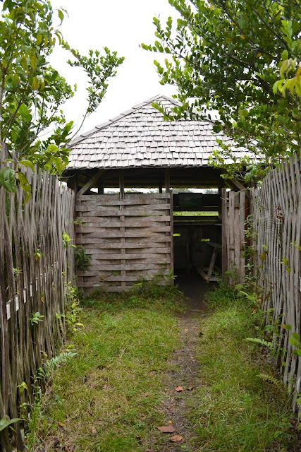 Guyane, Les pripris de yiyi, Sinnamary, Iracoubo, Kourou, observation des oiseaux, maison de la nature, faune et flore de Guyane, randonnée, parcours pédestre Guyane, conservatoire du littoral, SEPENGUY Guyane