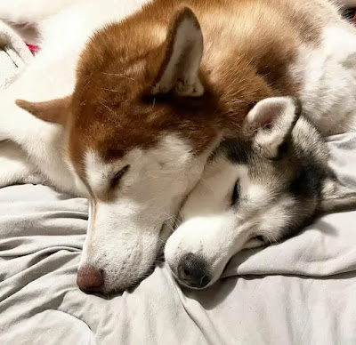 Do Huskies Like To Cuddle