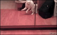 Funny Kitten GIF • Catattack! Crazy white kitty attacks himself in the mirror haha! [ok-cats.com]