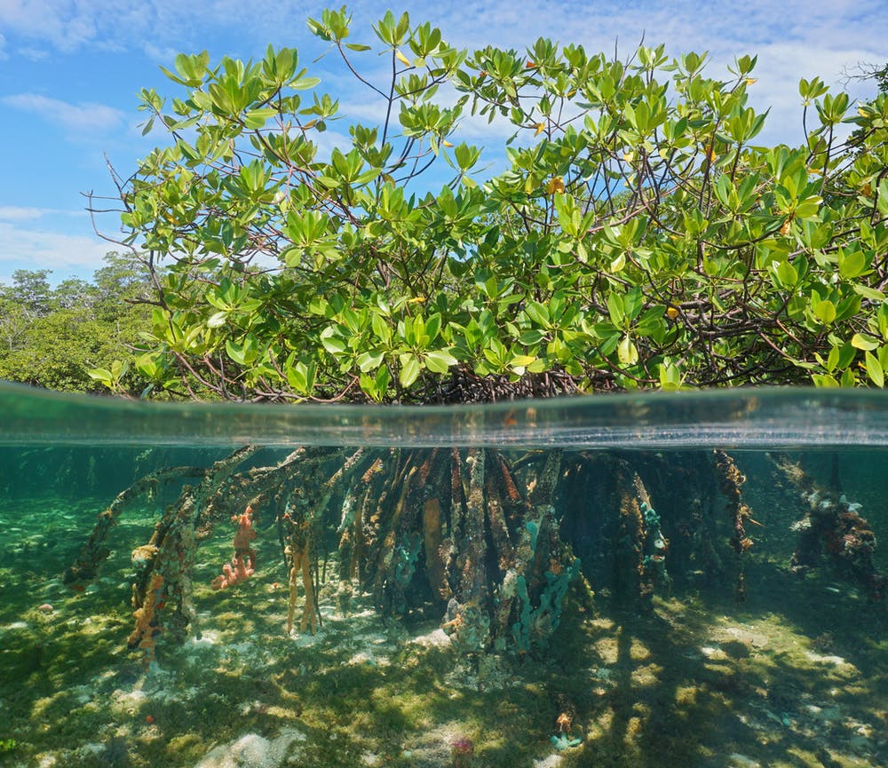 Pengertian Ekosistem Mangrove