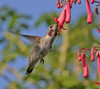 Flowers And Birds Wallpaper