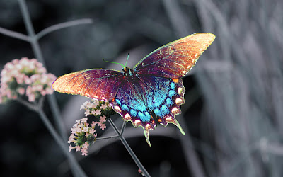 BUTTERFLY HD WALLPAPER 13