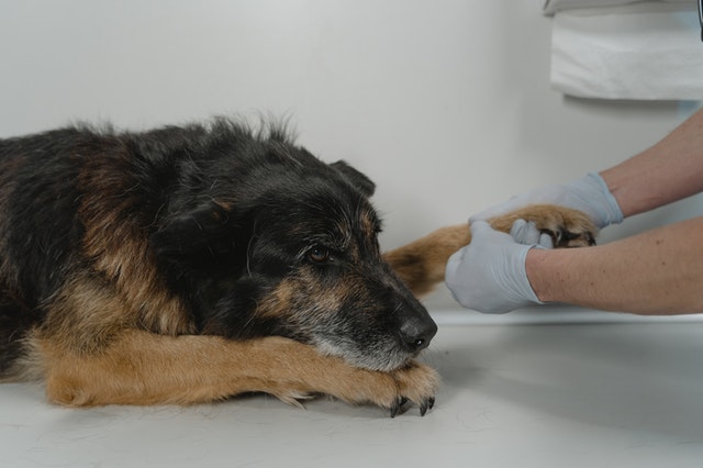 En cuanto a los antibióticos para el moquillo en perros, los que más se suelen usar, son los de amplio espectro