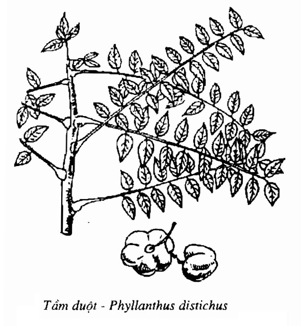 Hình vẽ Tầm Duột - Phyllanthus distichus - Nguyên liệu làm thuốc Chữa Tê Thấp và Đau Nhức