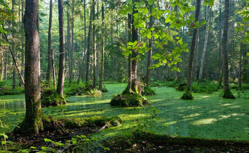 3. Bialowieza Forest, Poland and Belarus - 5 Fairytale Forests Straight Out of a Story Book