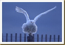 - Snowy wings out D7K_1772 January 02, 2012 NIKON D7000