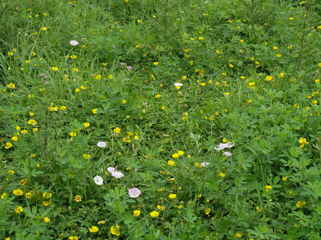 Field bindweed and cinquefoil