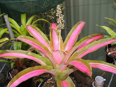 aechmea  alvarez