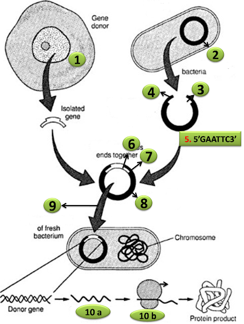 Diagram Quiz  Steps in recombinant DNA or rDNA technology