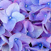 Unseen Blue Flower HD wallpaper