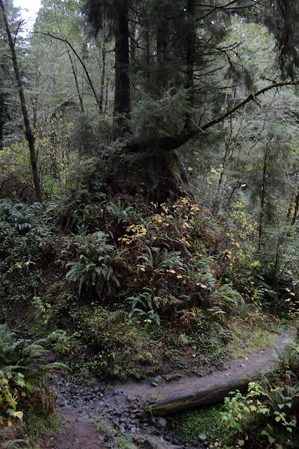 three more trees growing from one stump dominating a stream