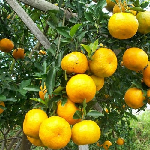 bibit jeruk batu keprok cepat berbuah manis Pagar Alam