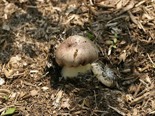 Strophaire à anneau rugueux - Stropharia rugosoannulata - Strophaire rouge vin 