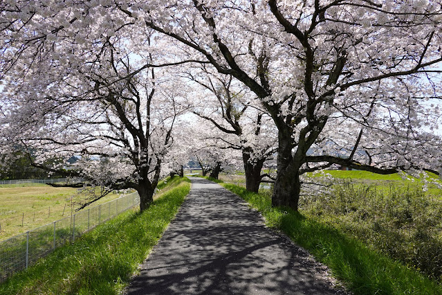 法勝寺川桜並木道　ソメイヨシノ桜