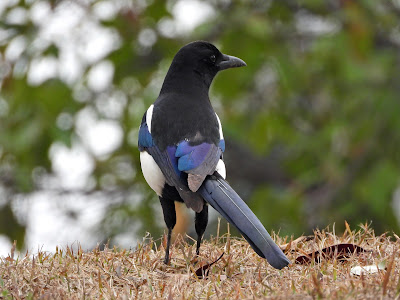 Oriental Magpie at Xianjia Lake