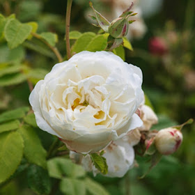 Historisk rose på Løve Planteskole ved Torben Thiim